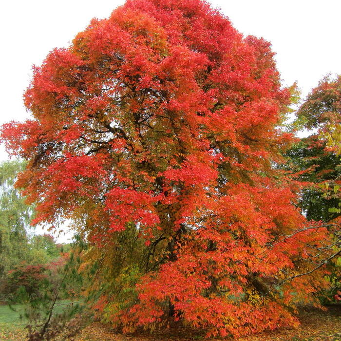 Blackgum / black tupelo (Nyssa sylvatica) reference photo 2