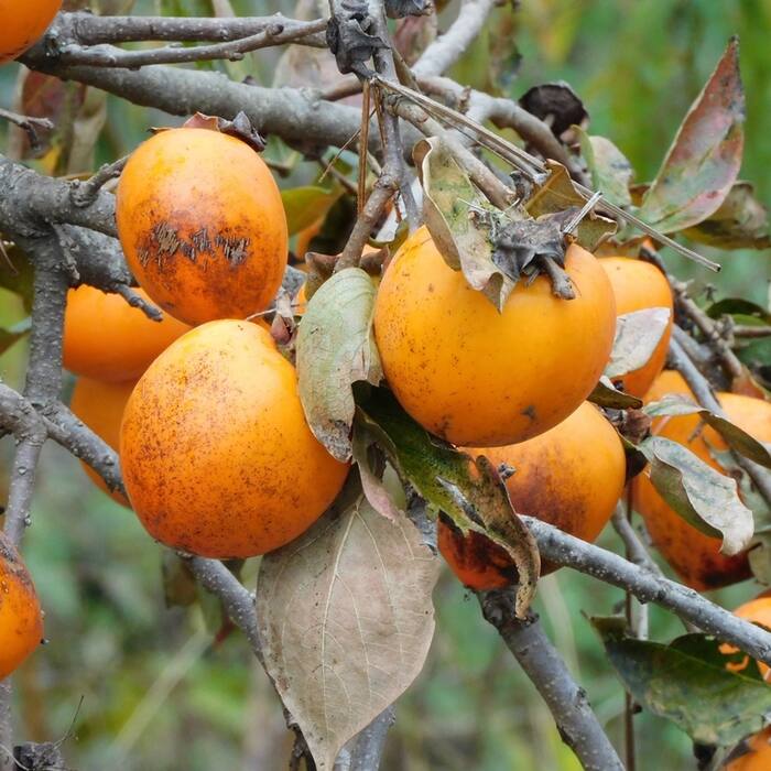 Oriental/Japanese persimmon (Diospyros kaki, cultivated escape) reference photo 1