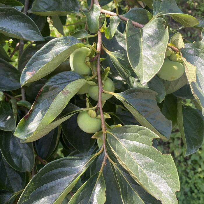 Oriental/Japanese persimmon (Diospyros kaki, cultivated escape) reference photo 3