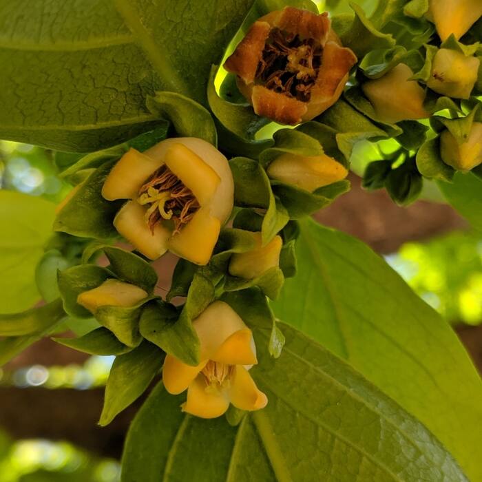 Oriental/Japanese persimmon (Diospyros kaki, cultivated escape) reference photo 4