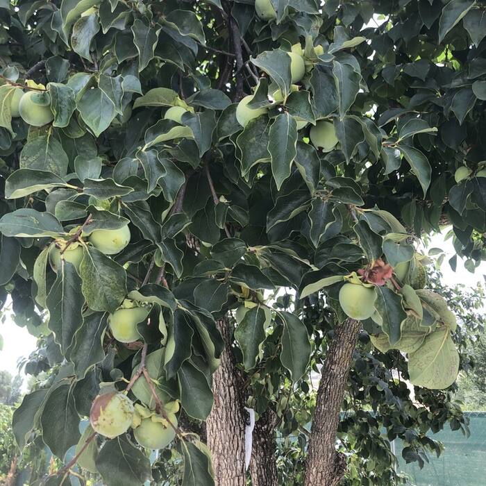 Oriental/Japanese persimmon (Diospyros kaki, cultivated escape) reference photo 2
