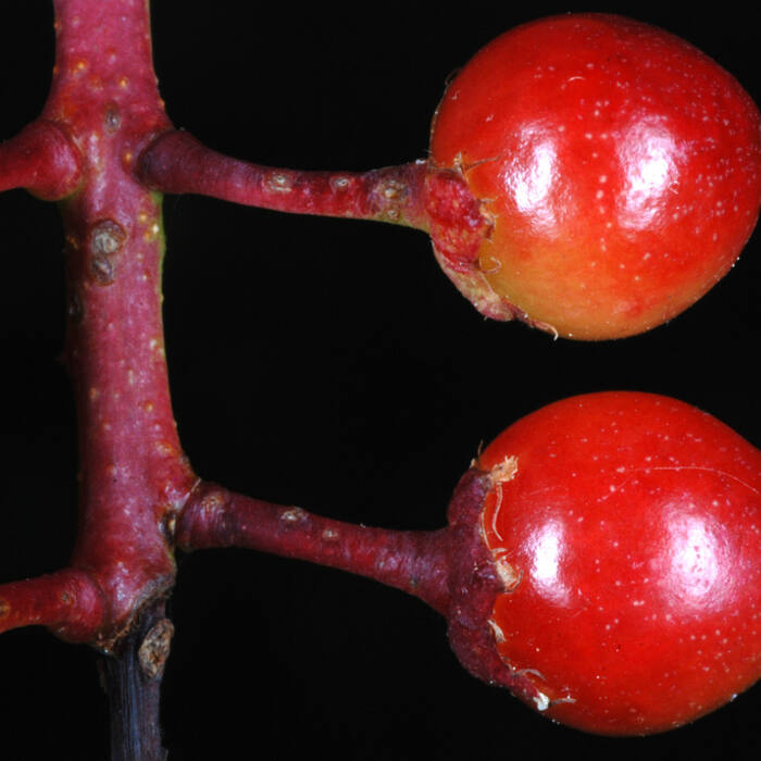Black cherry (Prunus serotina) reference photo 3