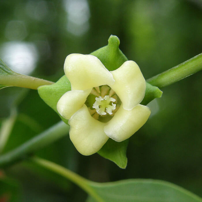 American persimmon flower reference