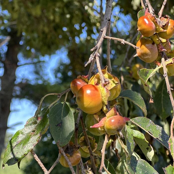 American persimmon