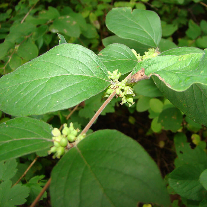 Symphoricarpos orbiculatus (coralberry / Indian currant) reference photo 3