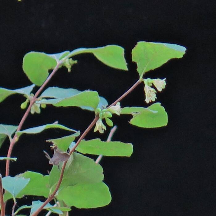 Symphoricarpos orbiculatus (coralberry / Indian currant) reference photo 2