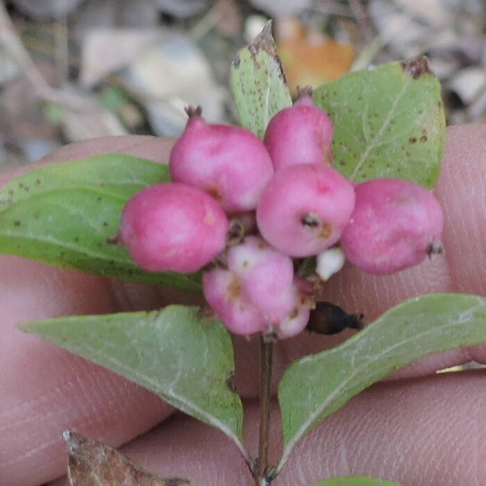 Symphoricarpos orbiculatus (coralberry / Indian currant) reference photo 4