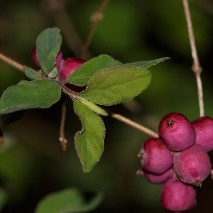 Symphoricarpos orbiculatus (coralberry / Indian currant) reference photo 1
