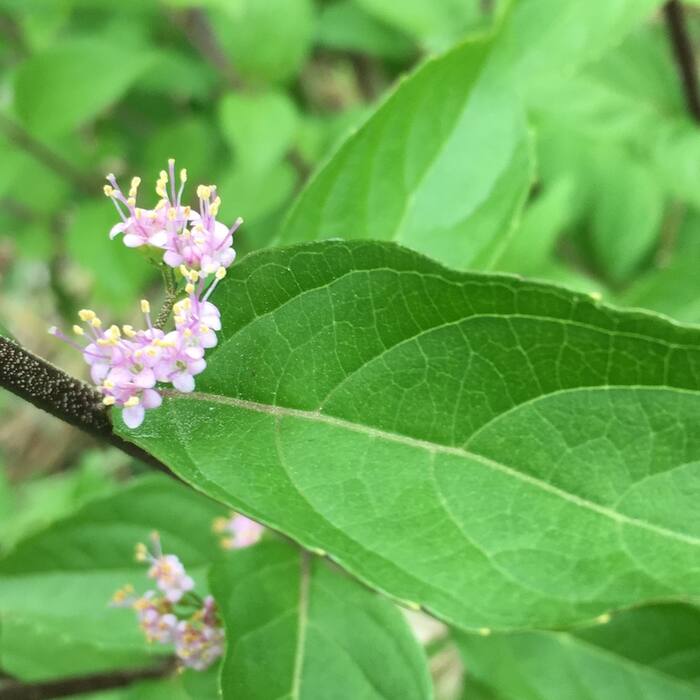 Callicarpa dichotoma / C. japonica (Asian ornamental beautyberries, escaped from plantings) reference photo 4