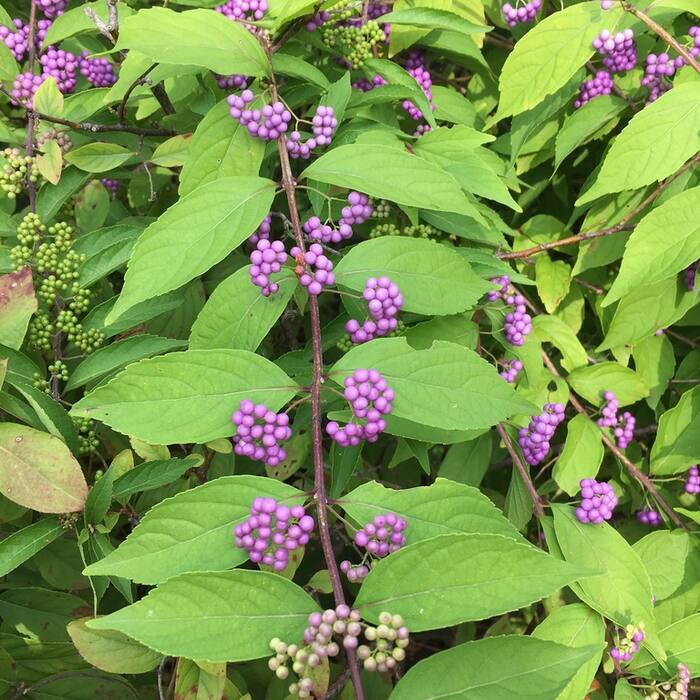 Callicarpa dichotoma / C. japonica (Asian ornamental beautyberries, escaped from plantings) reference photo 1