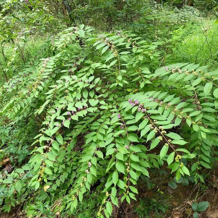 Callicarpa dichotoma / C. japonica (Asian ornamental beautyberries, escaped from plantings) reference photo 3
