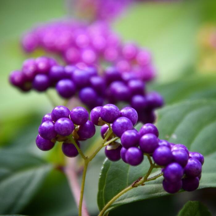 Callicarpa dichotoma / C. japonica (Asian ornamental beautyberries, escaped from plantings) reference photo 2