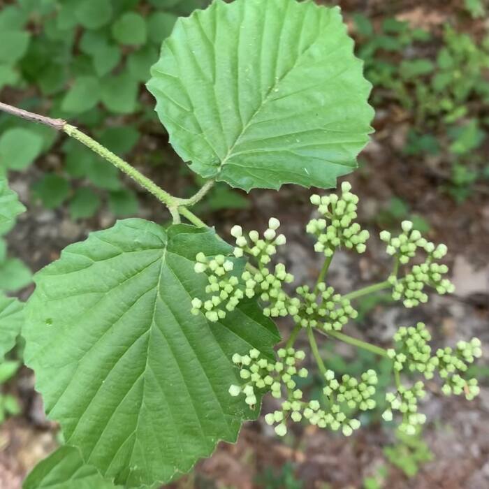 Viburnum dentatum (arrowwood) reference photo 1