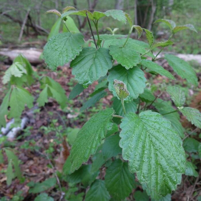 Viburnum dentatum (arrowwood) reference photo 4