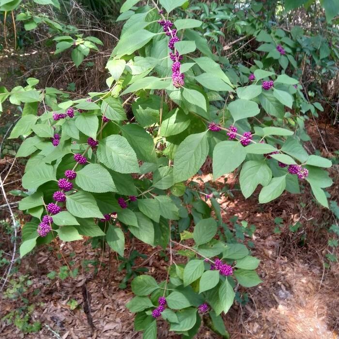 American beautyberry bark reference