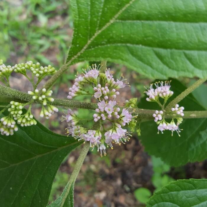 American beautyberry flower reference