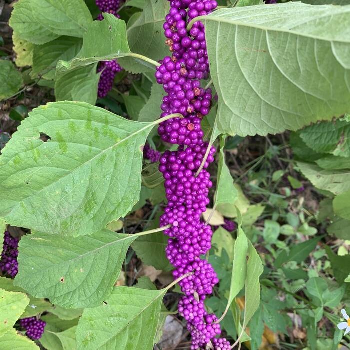 American beautyberry