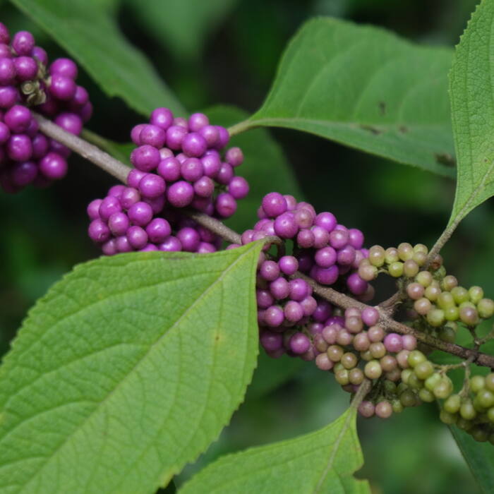 American beautyberry habit reference