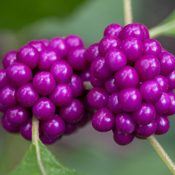 American beautyberry leaf reference