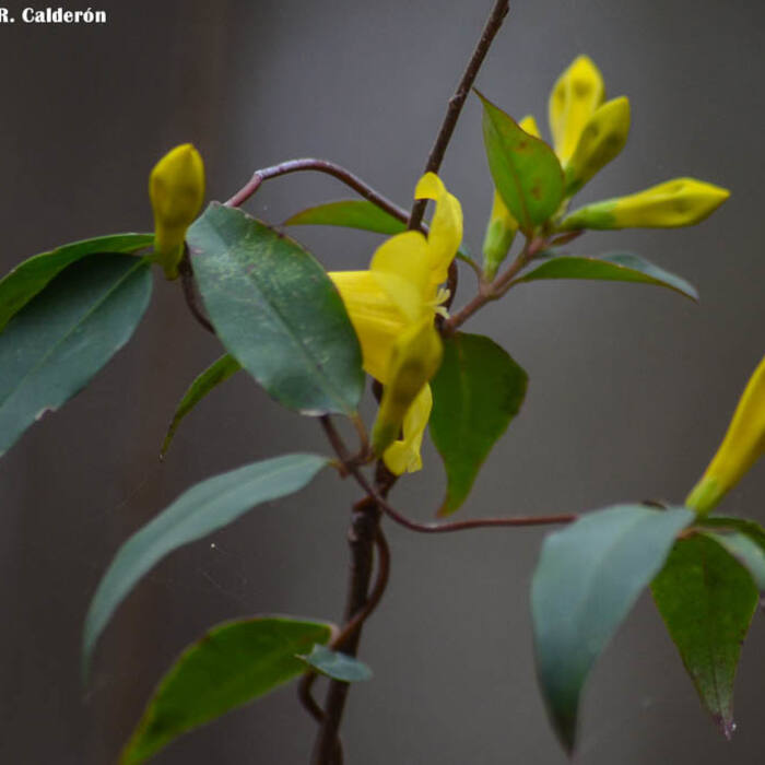 Gelsemium sempervirens (Carolina jessamine) reference photo 4