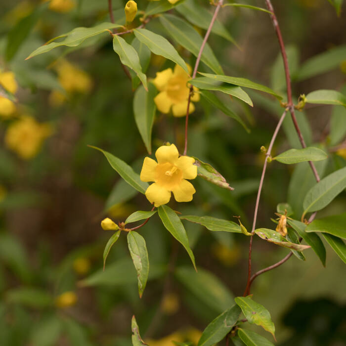 Gelsemium sempervirens (Carolina jessamine) reference photo 1