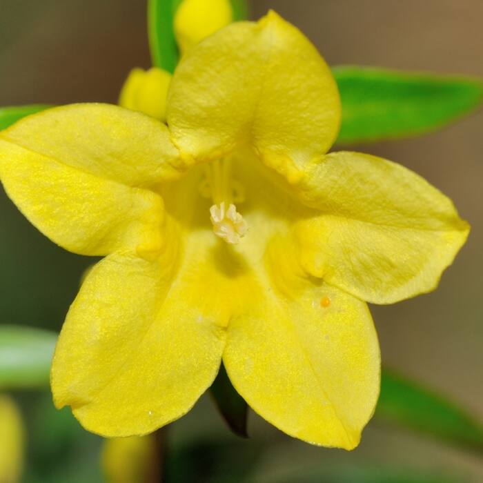 Gelsemium sempervirens (Carolina jessamine) reference photo 3