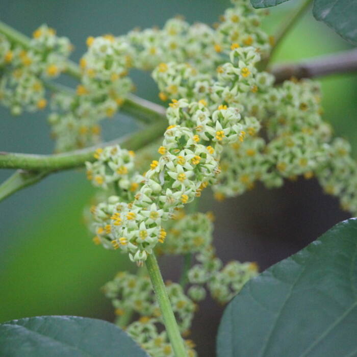 Toxicodendron radicans (poison ivy) reference photo 3