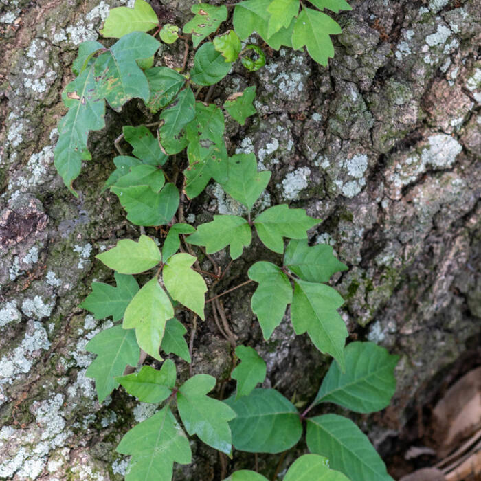 Toxicodendron radicans (poison ivy) reference photo 2