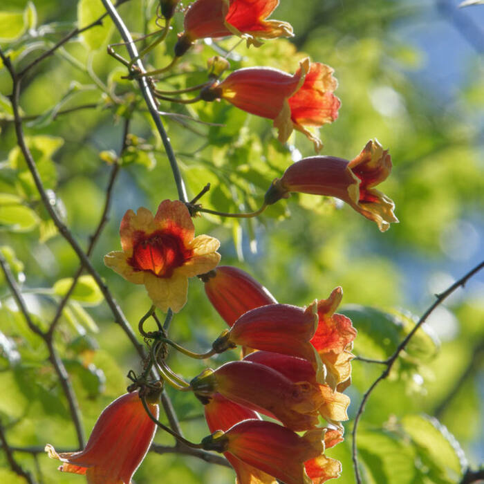Crossvine