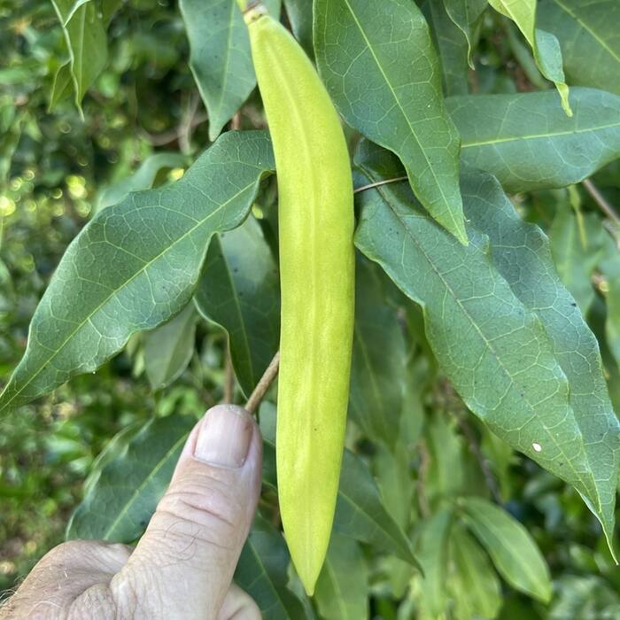 Crossvine fruit reference