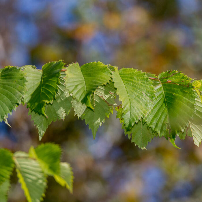 American elm (Ulmus americana) reference photo 3