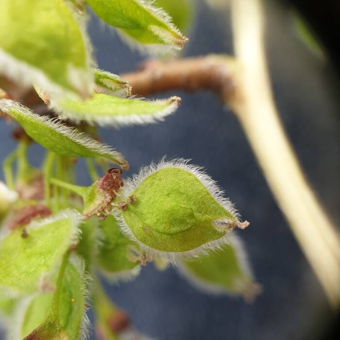 American elm (Ulmus americana) reference photo 2