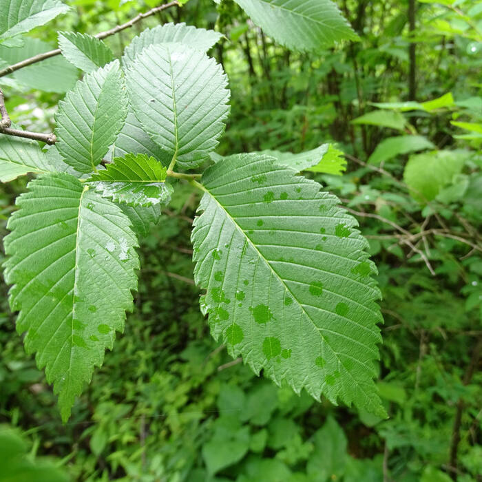 American elm (Ulmus americana) reference photo 1