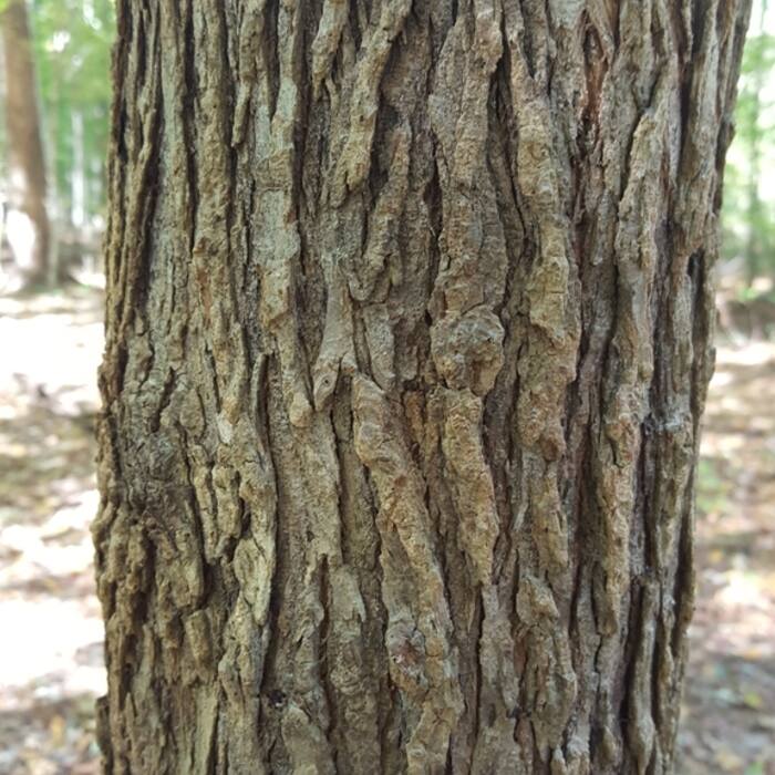 Slippery elm (Ulmus rubra) reference photo 2