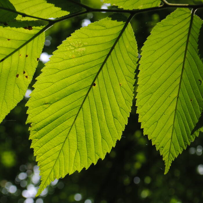 Slippery elm (Ulmus rubra) reference photo 1