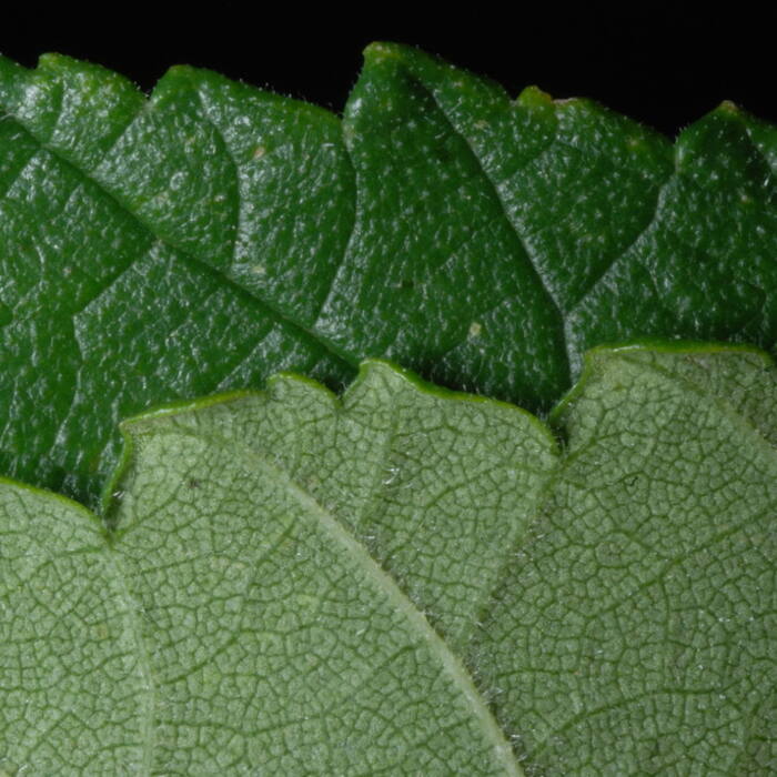 Slippery elm (Ulmus rubra) reference photo 3