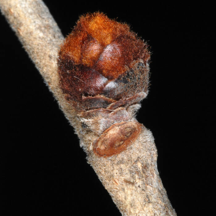 Slippery elm (Ulmus rubra) reference photo 4