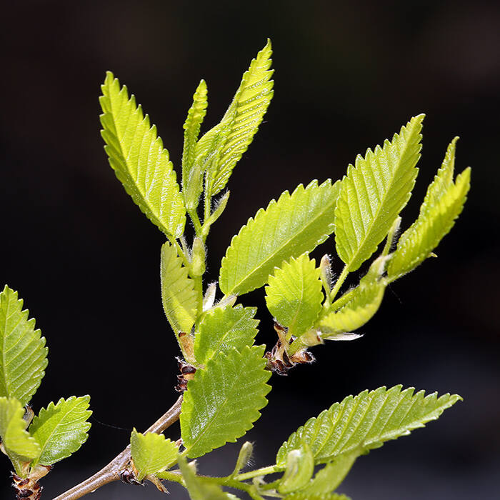 Siberian elm (Ulmus pumila, non-native) reference photo 1