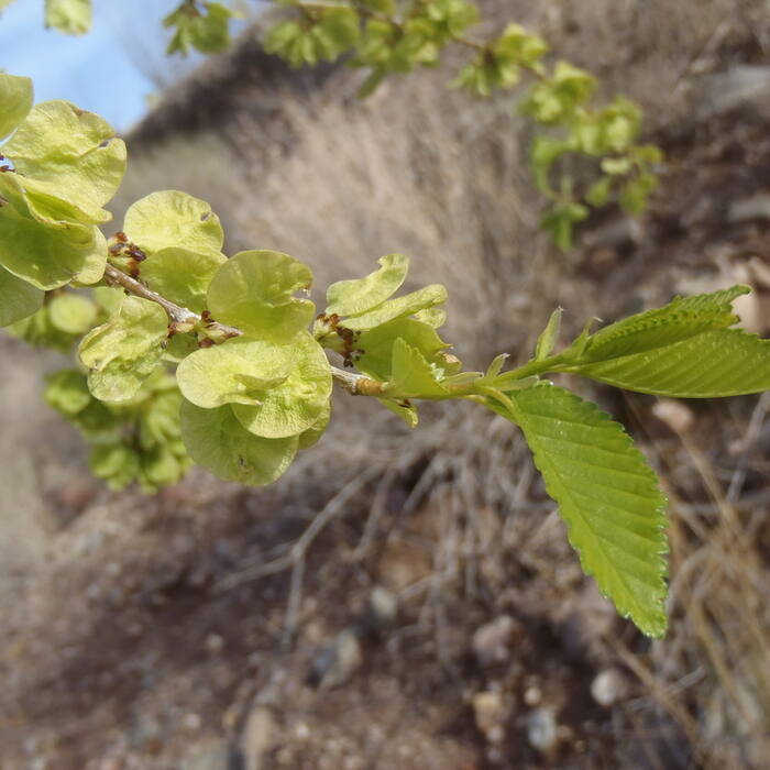 Siberian elm (Ulmus pumila, non-native) reference photo 2