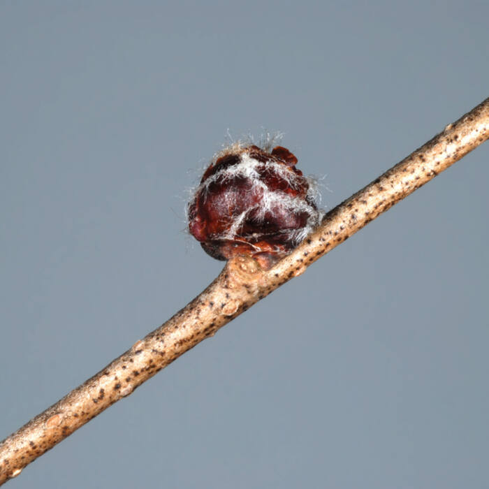 Siberian elm (Ulmus pumila, non-native) reference photo 3