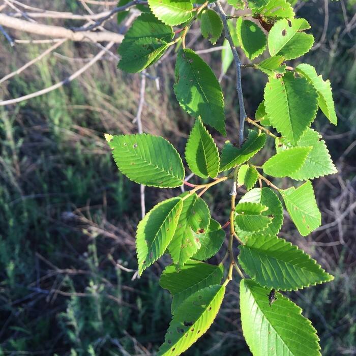 Siberian elm (Ulmus pumila, non-native) reference photo 4