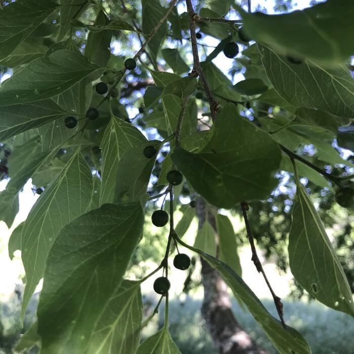 Hackberry (Celtis laevigata/occidentalis) reference photo 2