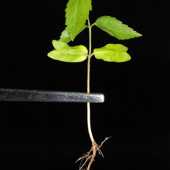 Hackberry (Celtis laevigata/occidentalis) reference photo 3
