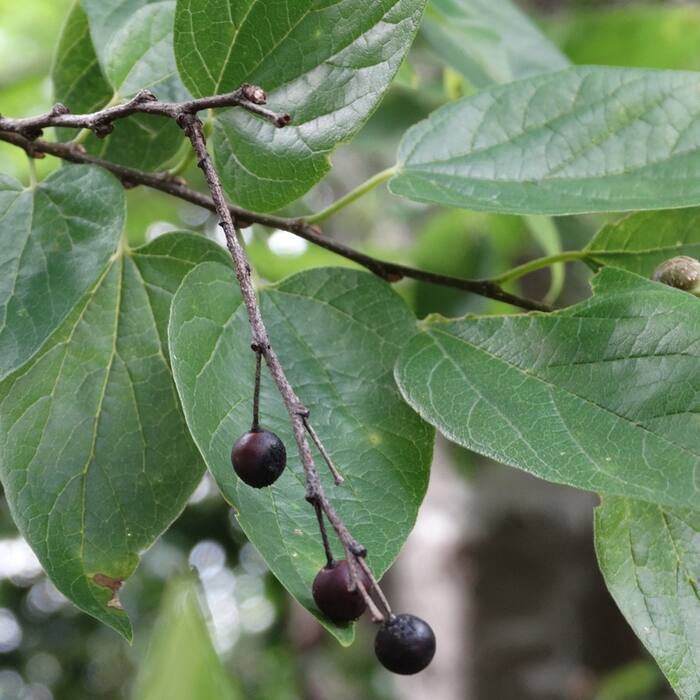 Hackberry (Celtis laevigata/occidentalis) reference photo 1