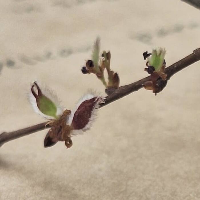Winged elm flower reference