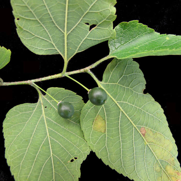 Common hackberry (Celtis occidentalis) reference photo 1