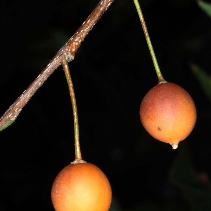 Common hackberry (Celtis occidentalis) reference photo 3