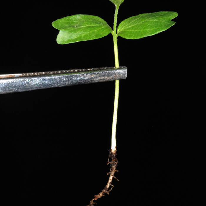 Common hackberry (Celtis occidentalis) reference photo 4