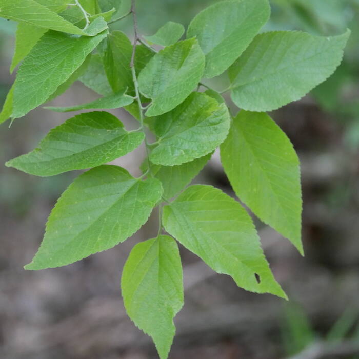 Common hackberry (Celtis occidentalis) reference photo 2