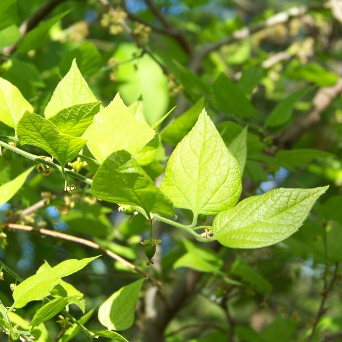 Dwarf / Georgia hackberry (Celtis tenuifolia, = C. pumila) reference photo 1